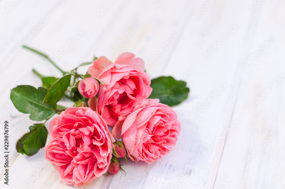 Fototapeta premium Pink roses over white wooden board. Mother's or Valentine's day