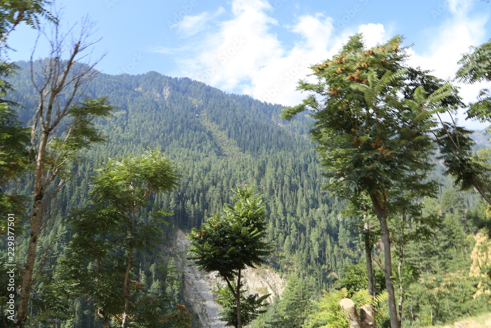 Amazing View Of Trees in Kashmir