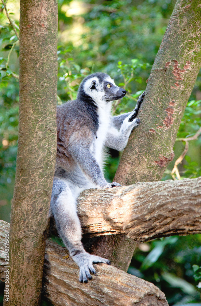 Fototapeta premium lemur in the wildness