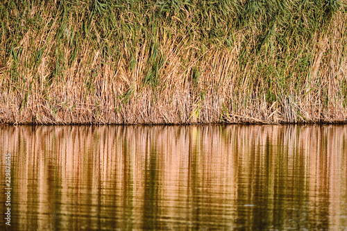 Background from reed thickets reflected in the lake water photo