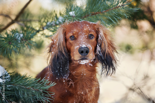 dachshund dog portrait outdoors in winter