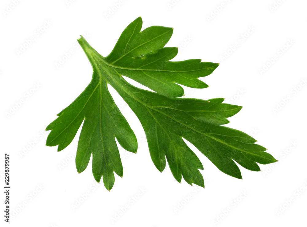 green fresh parsley leaf isolated on white background. macro green fresh parsley leaf isolated on white background. macro