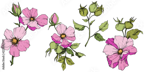 Wildflower rosa canina in a vector style isolated. Pink engraved ink art. Vector flower for background, texture, wrapper pattern, frame or border.