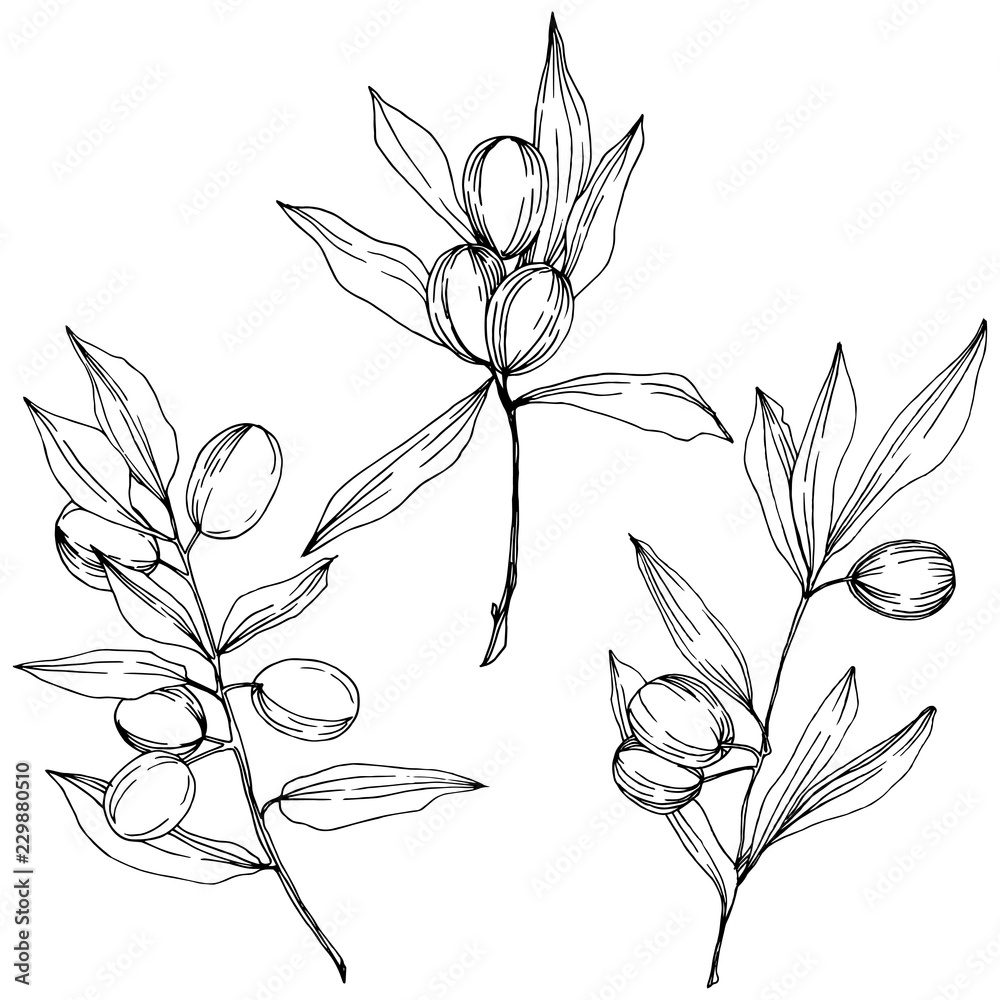 Olive tree in a vector style isolated. Black and white engraved ink art. Full name of the plant: Branches of an olive tree. Vector olive tree for background, texture, wrapper pattern, frame or border.