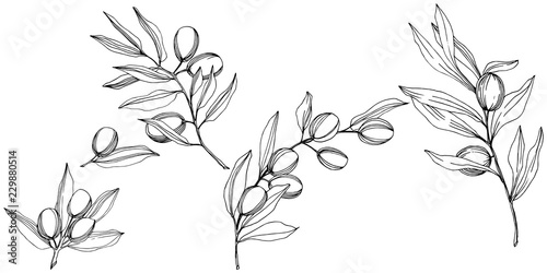 Olive tree in a vector style isolated. Black and white engraved ink art. Full name of the plant: Branches of an olive tree. Vector olive tree for background, texture, wrapper pattern, frame or border.