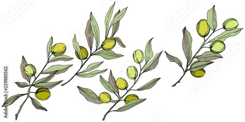 Olive tree in a vector style isolated. Green engraved ink art. Full name of the plant: Branches of an olive tree. Vector olive tree for background, texture, wrapper pattern, frame or border.