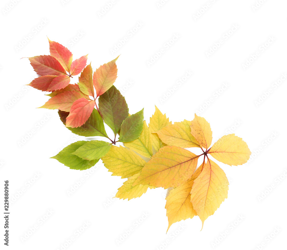 Beautiful autumn leaves on white background Beautiful autumn leaves on white background