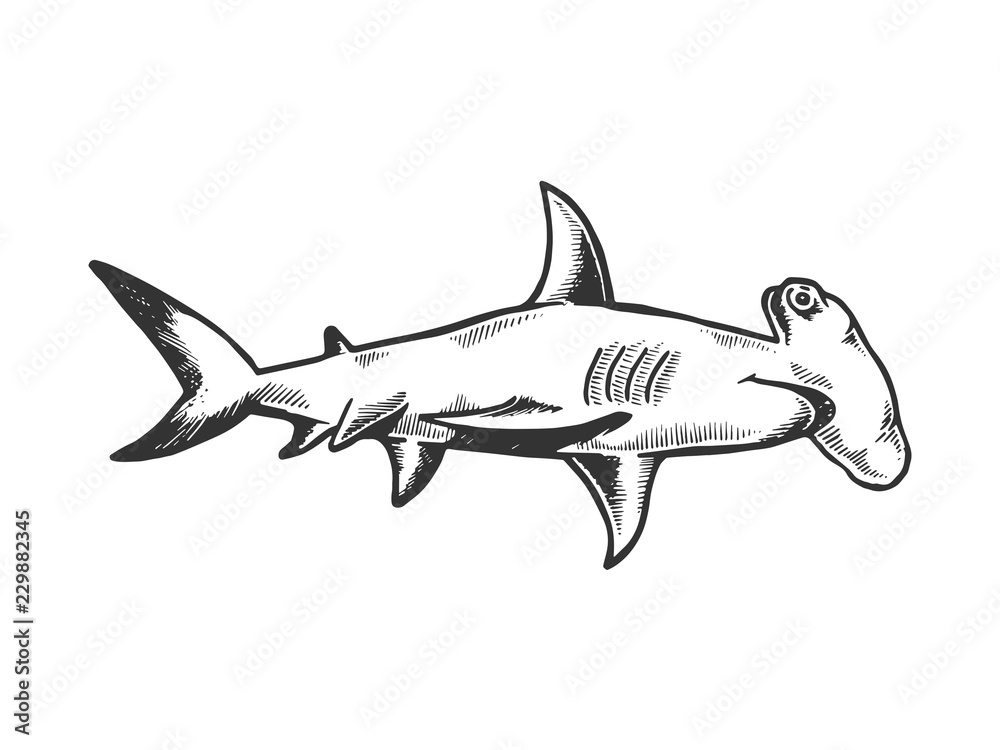 Great hammerhead shark fish animal engraving vector illustration. Scratch board style imitation. Black and white hand drawn image. - obrazy, fototapety, plakaty 