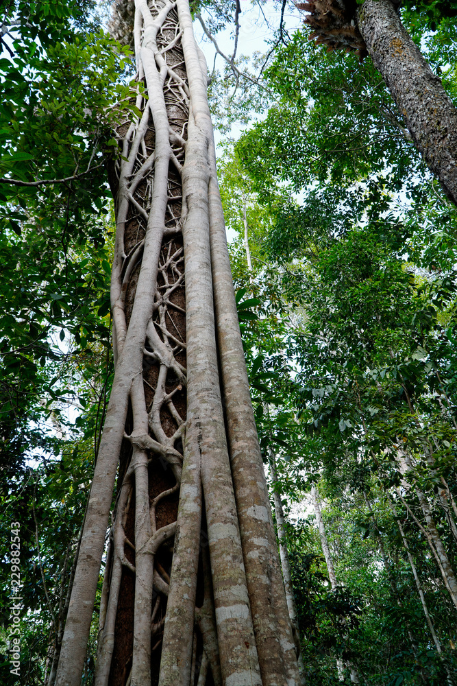 Fototapeta premium Drzewo figowe Dusiciela