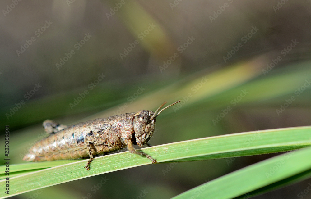 Tuscaby, grasshoper climbs a blade of grass Tuscaby, grasshoper climbs a blade of grass