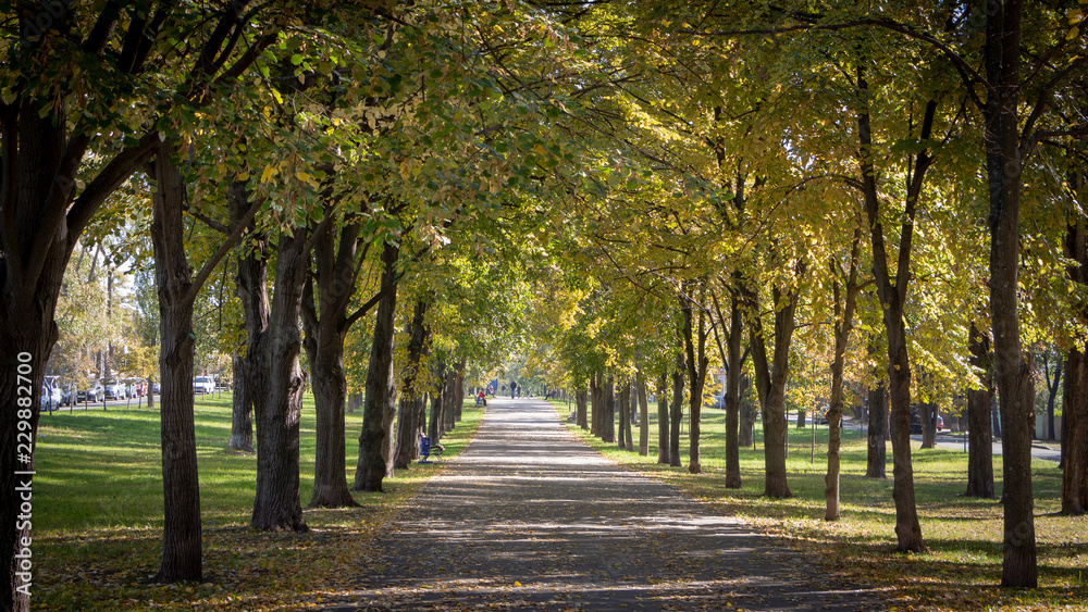 Naklejka premium Autumn city street, yellow foliage in the trees and the sidewalk