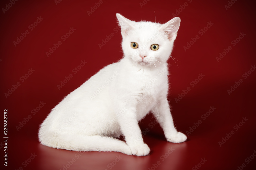 Fototapeta premium American shorthair cat on colored backgrounds