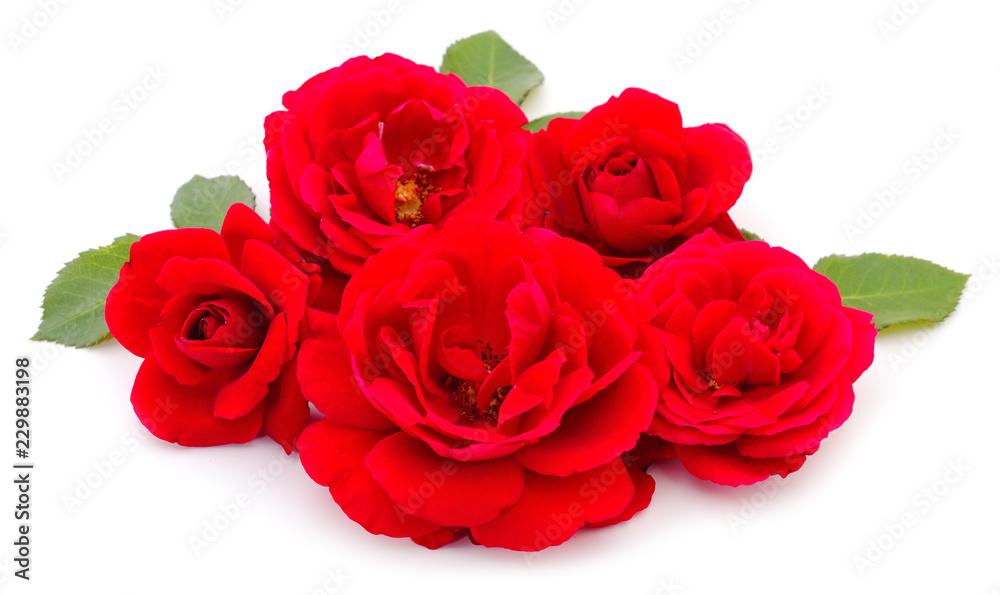 Fototapeta premium Red beautiful roses.