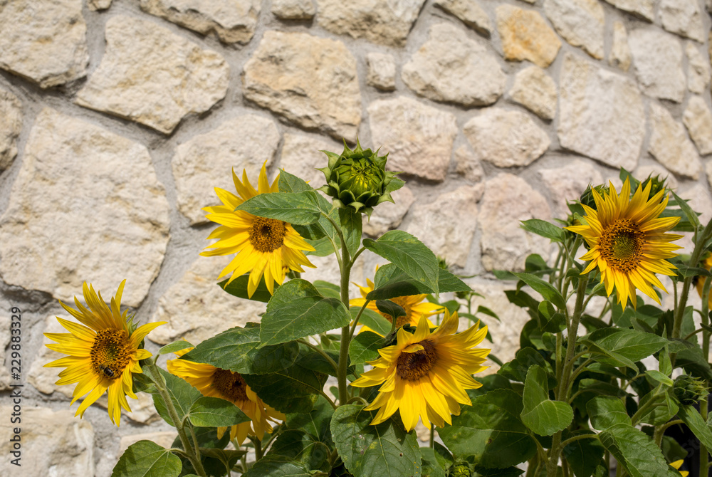 Fototapeta premium Blooming sunflowers against the background of a limestone wall