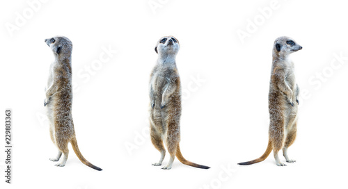 Fotografia Portrait of a three meerkats standing and looking alert isolated on white background