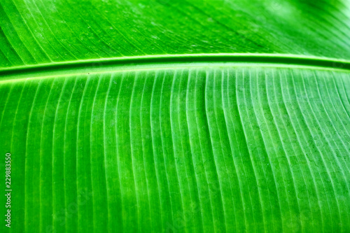 Green leave