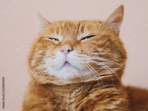 Sleepy red cat. Soft focus on eyes.