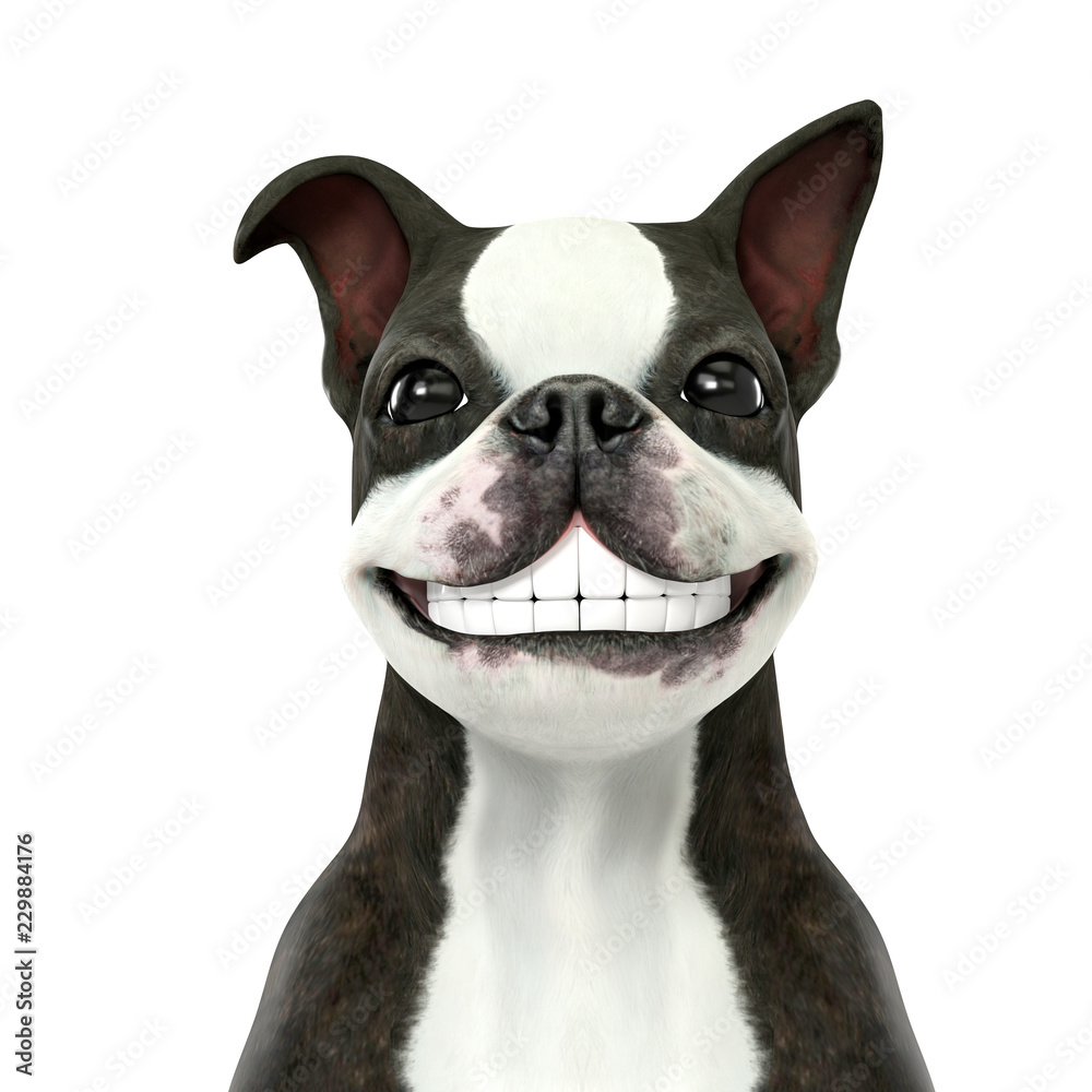 Smiling Boston Terrier