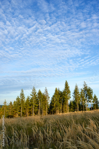 Conifer forest, meadow with dry grass and nice blue sky at sunset, autumn season