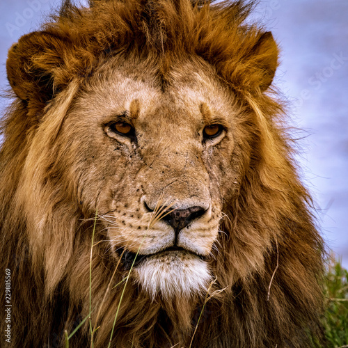 Lion King