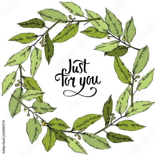 Vector green laurus leaf. Leaf plant botanical garden floral foliage. Frame border ornament square. Vector leaf for background, texture, wrapper pattern, frame or border.