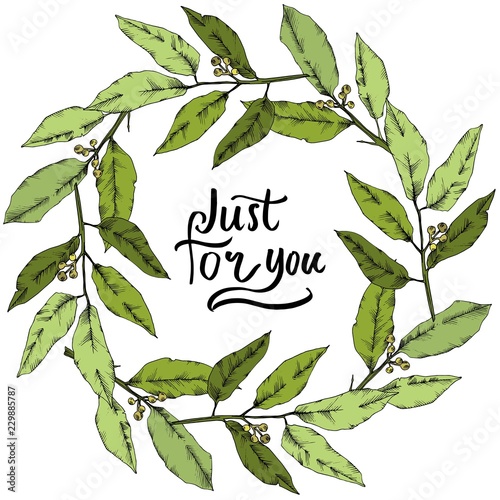 Vector green laurus leaf. Leaf plant botanical garden floral foliage. Frame border ornament square. Vector leaf for background, texture, wrapper pattern, frame or border.