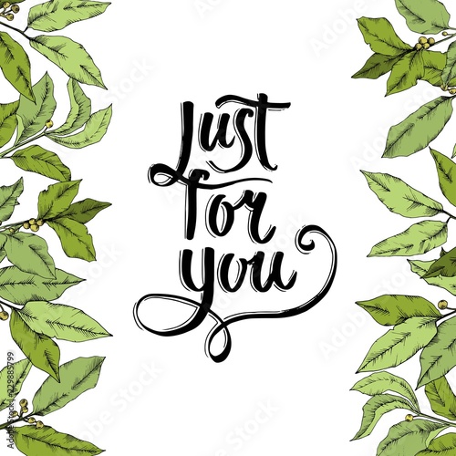 Vector green laurus leaf. Leaf plant botanical garden floral foliage. Frame border ornament square. Vector leaf for background, texture, wrapper pattern, frame or border.