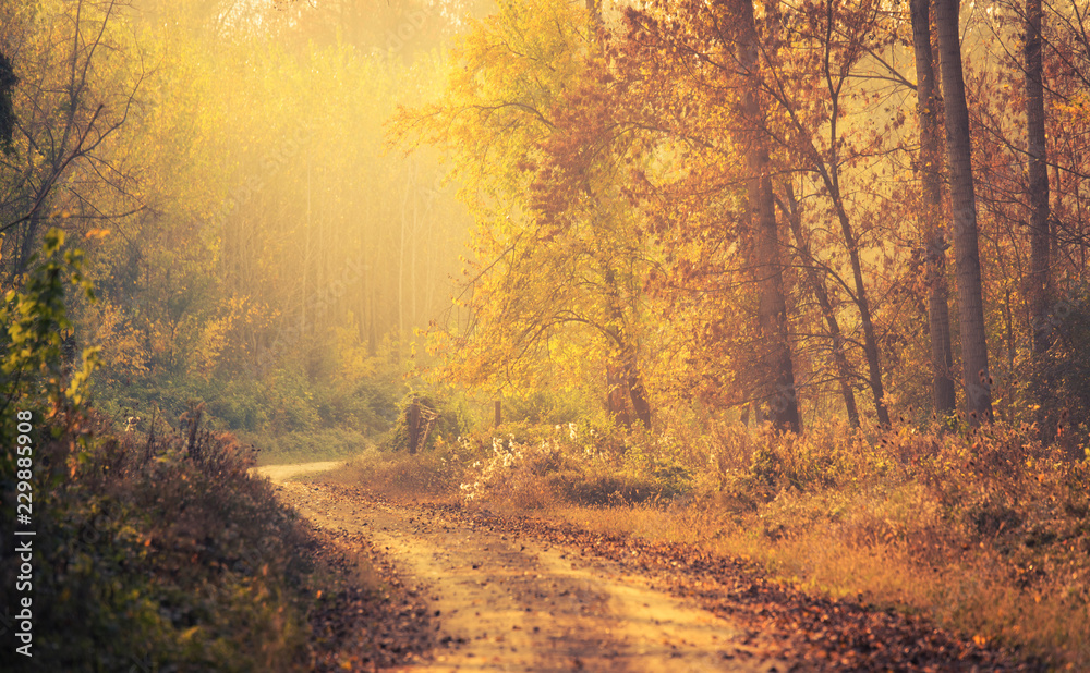 Fototapeta premium Road in the forest