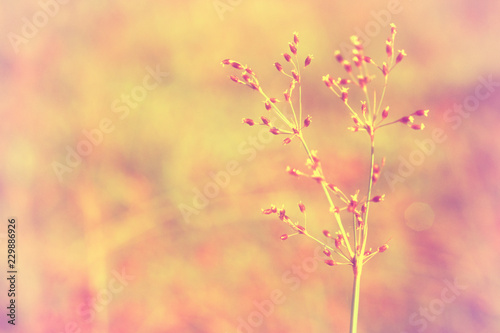 wild grass flower in nature autumn  spring  nature wallpaper background