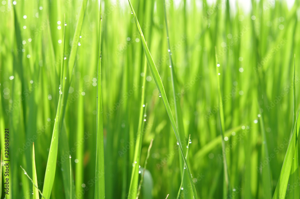 Dew on Fresh green grass with water drops in  in the morning Green Season. Beauty bokeh.
