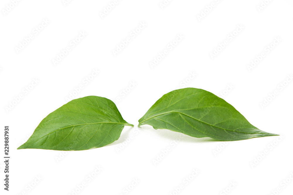 Zielony liść na białym tle - obrazy, fototapety, plakaty 