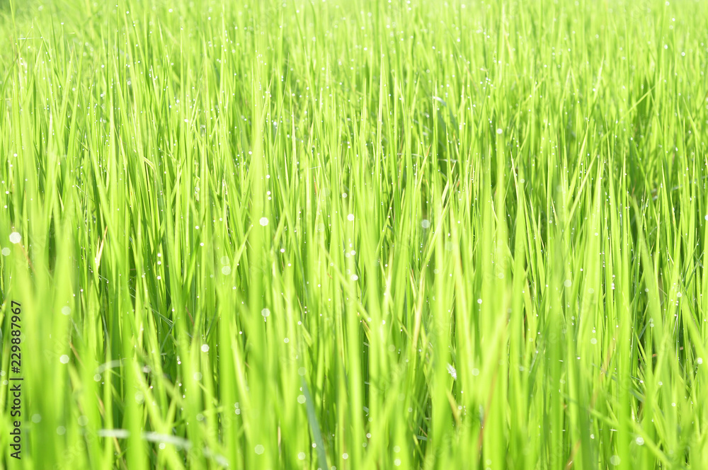 Dew on Fresh green grass with water drops in in the morning Green Season. Beauty bokeh. Dew on Fresh green grass with water drops in in the morning Green Season. Beauty bokeh.