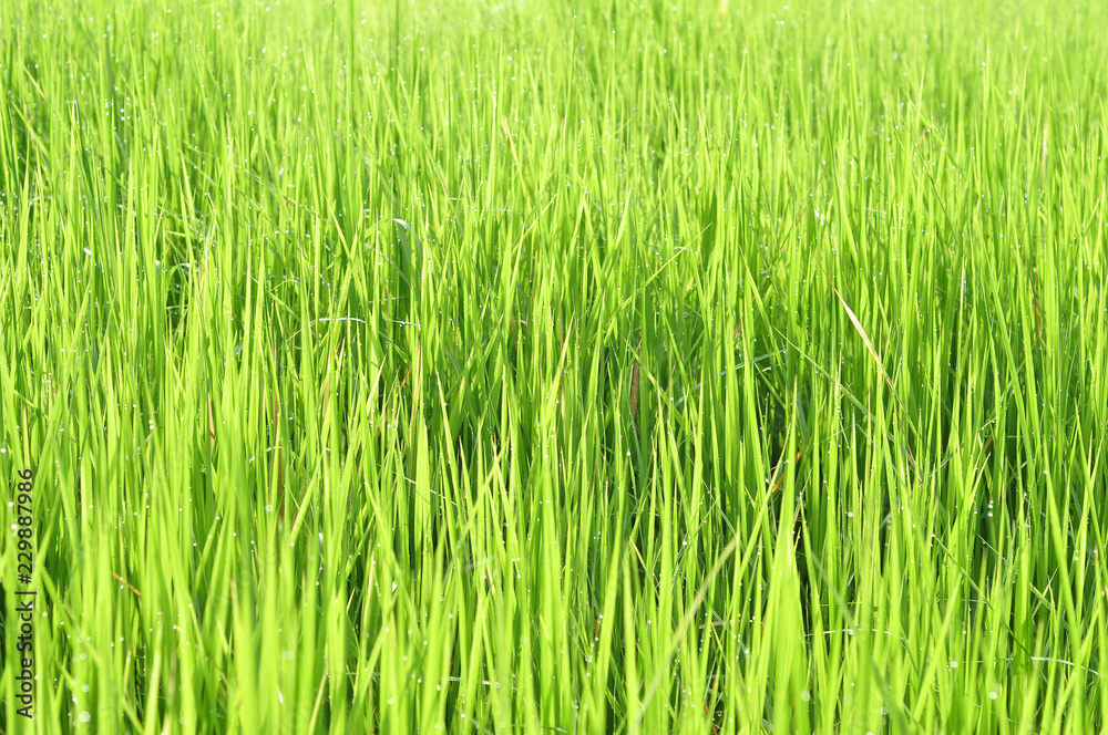 Dew on Fresh green grass with water drops in in the morning Green Season. Beauty bokeh. Dew on Fresh green grass with water drops in in the morning Green Season. Beauty bokeh.