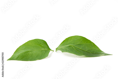 Zielony liść na białym tle