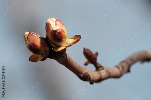 Obraz na płótnie buds on a tree in spring w salonie