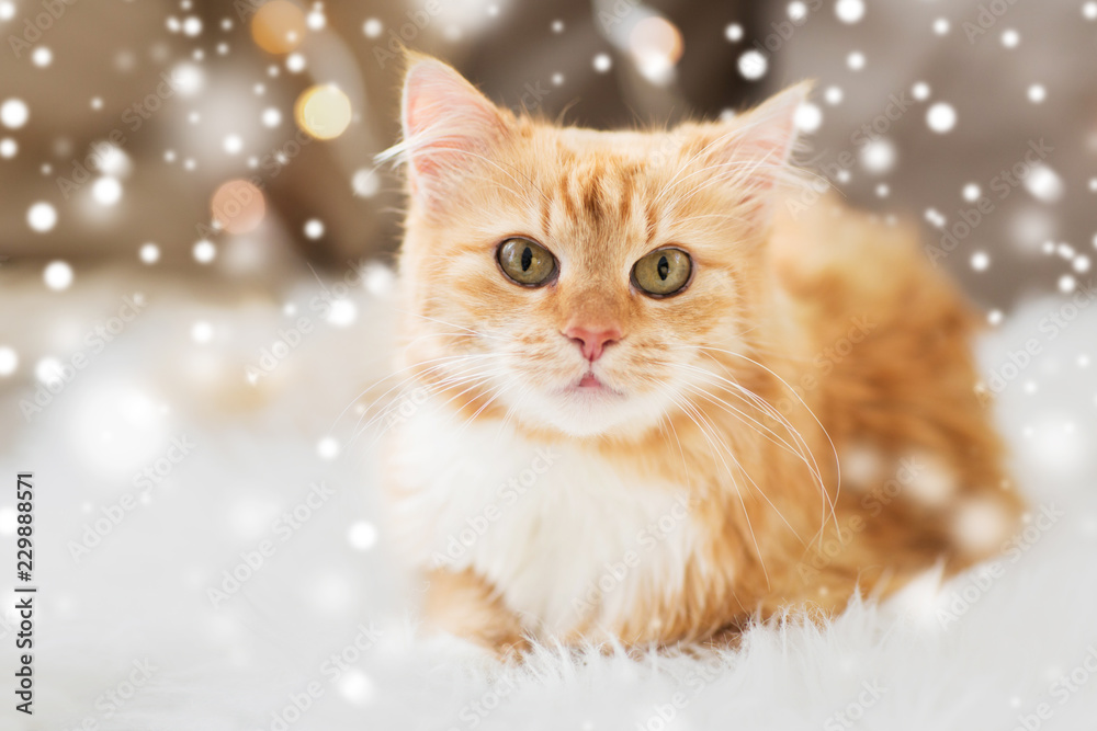 pets, christmas and winter concept - red tabby cat on sofa with sheepskin at home over snow