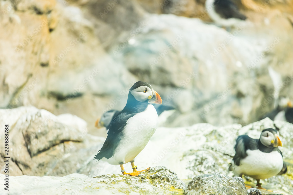 Fototapeta premium Bird, wildlife and zoo concept - Atlantic Puffin or common puffin