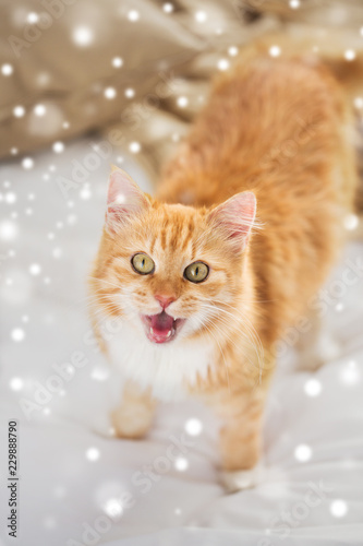 pets, winter and hygge concept - red tabby cat mewing in bed at home over snow