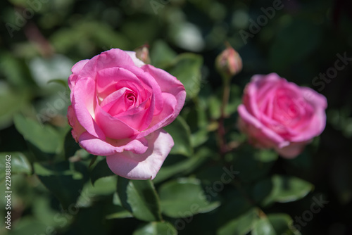 pink rose in the garden