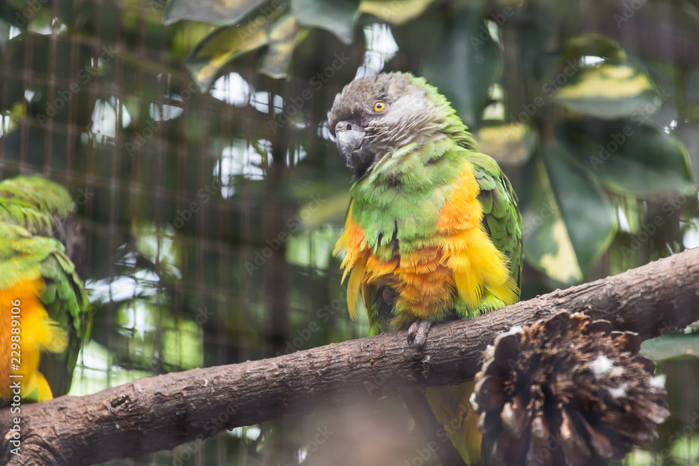 Obraz premium Bird, wildlife and zoo concept - Beautiful parrot on tree branch.