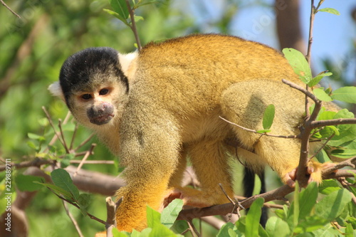 Bild auf Leinwand monkey in amazonas