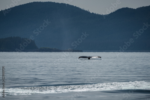 whale tail in ocean
