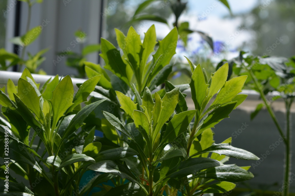 Fototapeta premium Osteospermum green leaves in sunny summer day. Balcony greening.