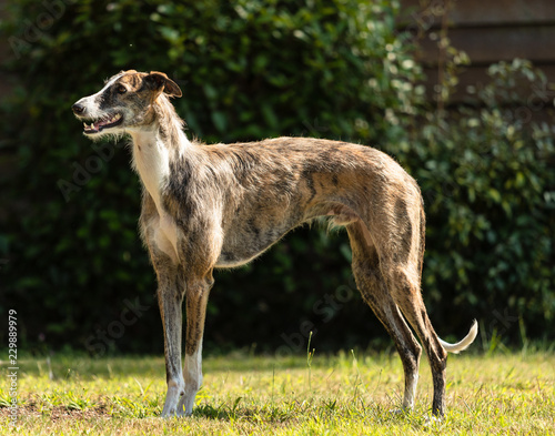 Spanish Greyhound portait