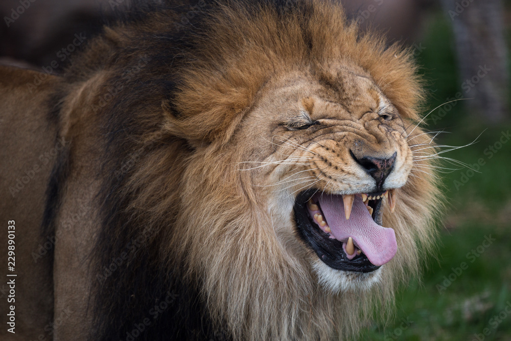 roaring lion portrait