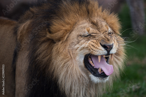 Fototapeta Naklejka Na Ścianę i Meble -  roaring lion portrait