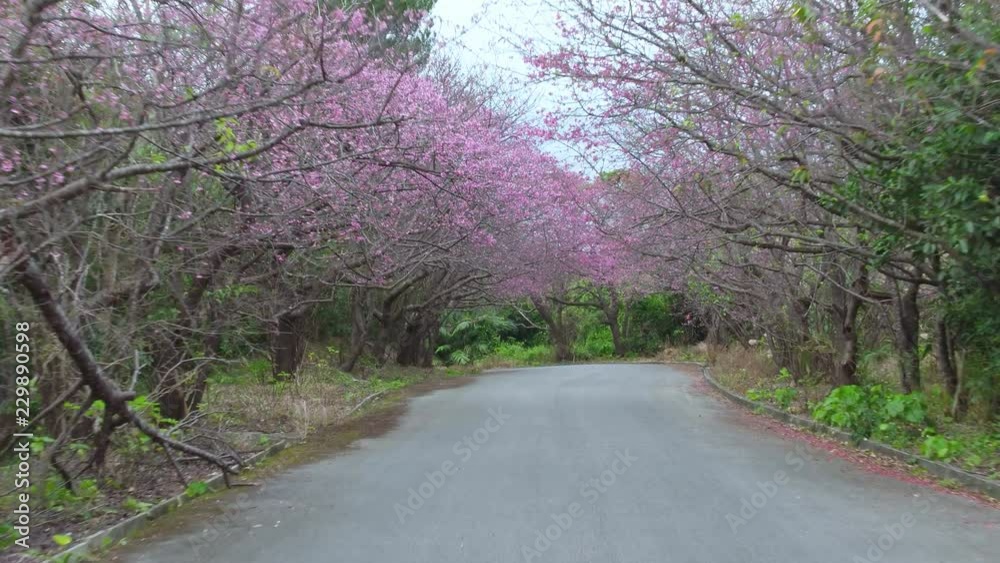 寒緋桜