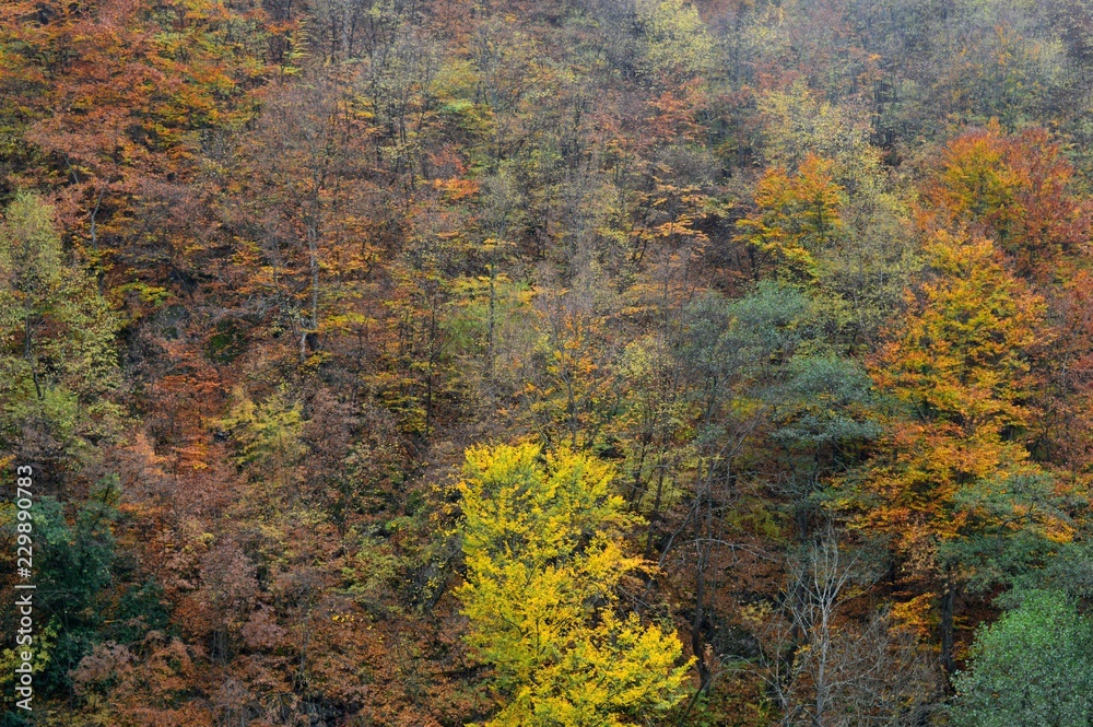 autumn landscape in the forest
