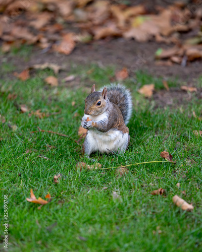 squirrel on grass (ID: 229890768)