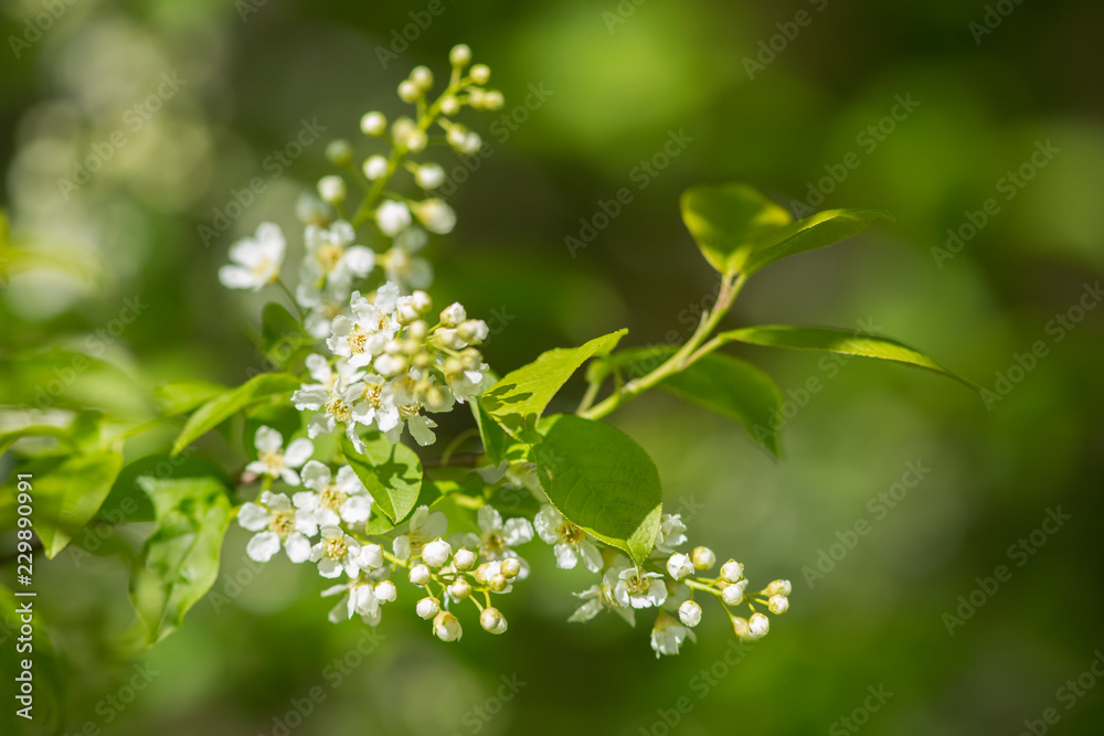 Branch of a blossoming tree, Bird cherry (Prunus padus) Branch of a blossoming tree, Bird cherry (Prunus padus)